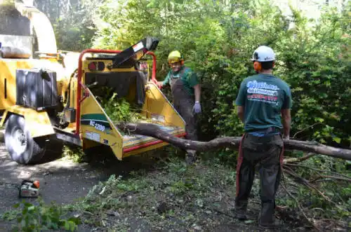 tree services June Lake